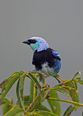 Stilpnia nigrocincta