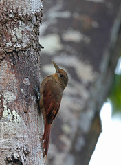 Dendrexetastes rufigula