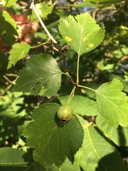 Crataegus intricata