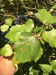 Crataegus intricata