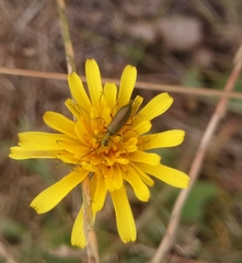Chrysanthia geniculata