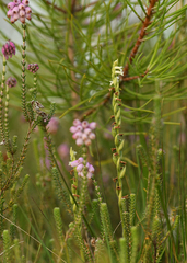 Spiranthes aestivalis