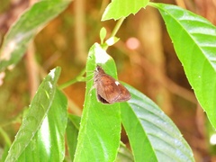 Notocrypta paralysos