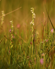 Spiranthes aestivalis