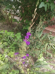 Consolida orientalis