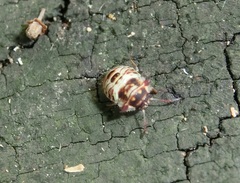 Alcimocoris japonensis