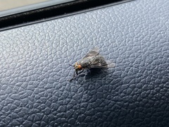 Chrysops carbonarius