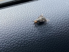 Chrysops carbonarius