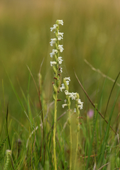 Spiranthes aestivalis