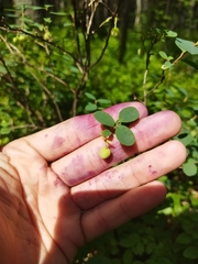 Vaccinium uliginosum
