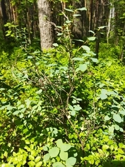 Vaccinium uliginosum