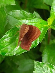 Abisara bifasciata suffusa