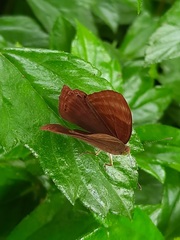 Abisara bifasciata suffusa