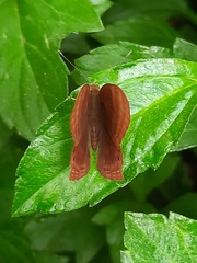 Abisara bifasciata suffusa