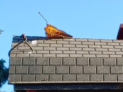 Polygonia