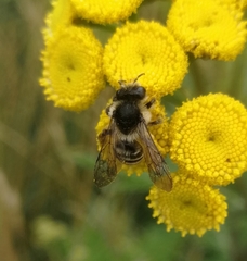 Andrena denticulata