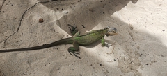 Iguana delicatissima