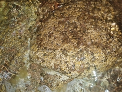 Chthamalus stellatus