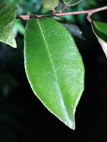 Image of Elaeagnus triflora by (c) Matthew Borella, some rights reserved (CC BY)