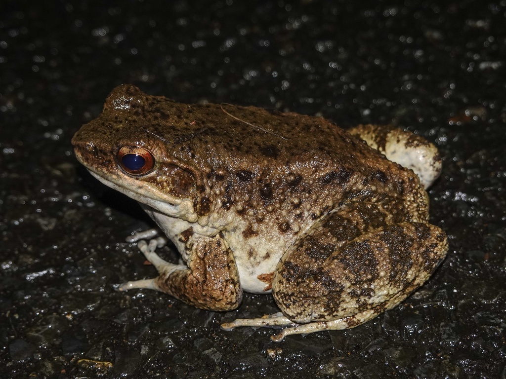 Amamioshima Frog