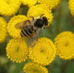 Andrena denticulata