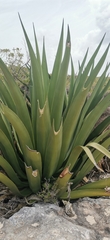 Agave karatto