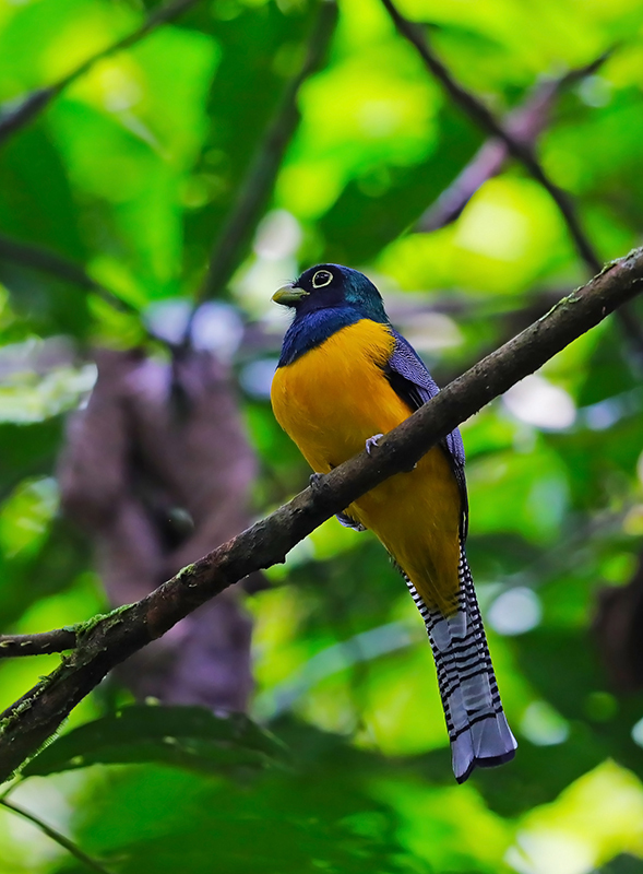 Amazonian Black-throated Trogon photo