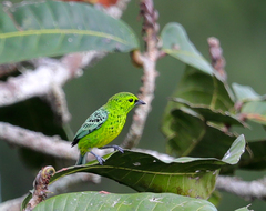 Ixothraupis xanthogastra