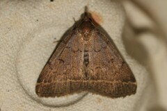Zanclognatha zelleralis