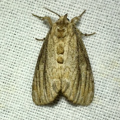 Dasychira atrivenosa