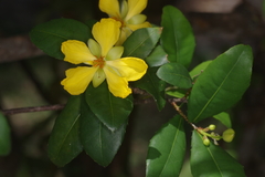 Ochna kirkii