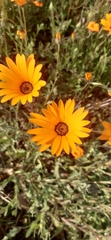 Dimorphotheca sinuata