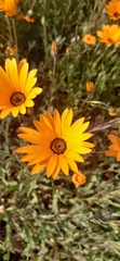 Dimorphotheca sinuata