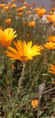 Dimorphotheca sinuata