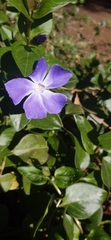 Vinca major