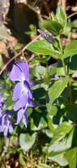 Vinca major