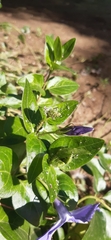 Vinca major