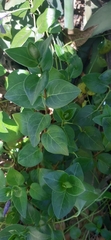 Vinca major