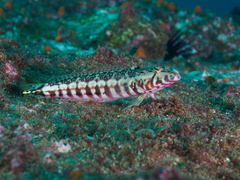 Parapercis stricticeps