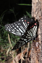 Hestina assimilis assimilis
