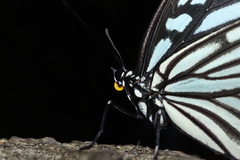 Hestina assimilis assimilis