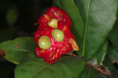 Ochna kirkii