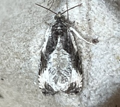 Olethreutes connectum