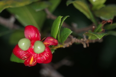 Ochna kirkii