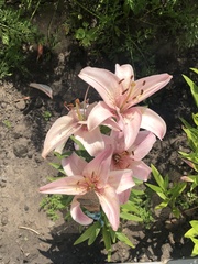 Lilium