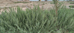 Phragmites frutescens