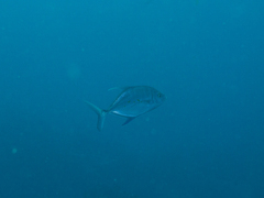 Ferdauia orthogrammus