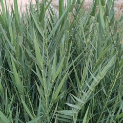 Phragmites frutescens