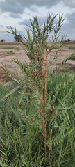 Phragmites frutescens