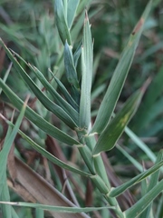 Phragmites frutescens